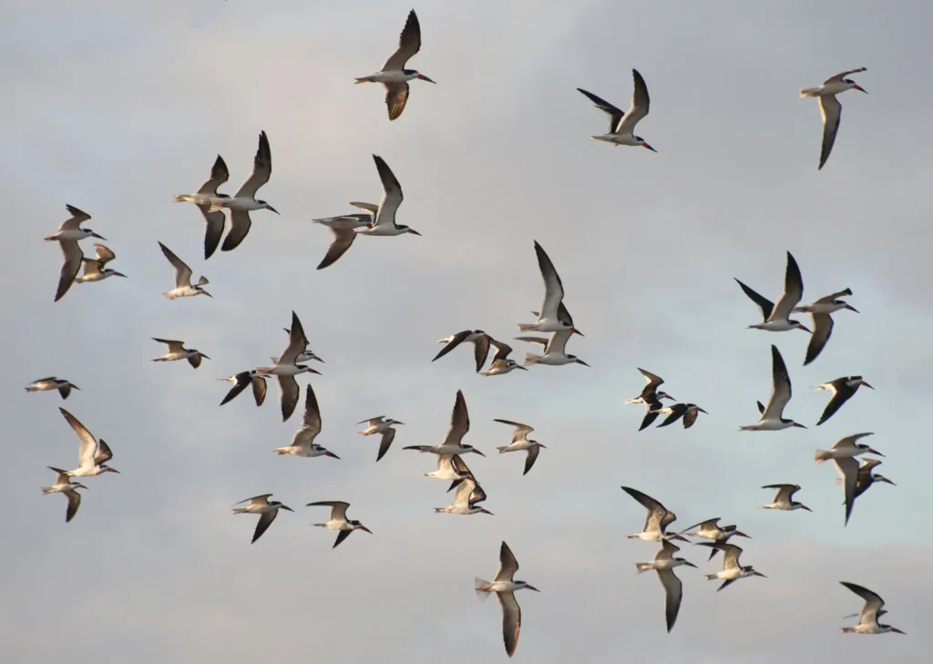 Vista de una bandada de aves americanas en pleno vuelo