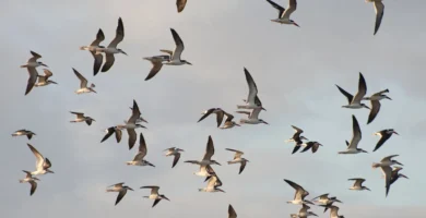 Vista de una bandada de aves americanas en pleno vuelo