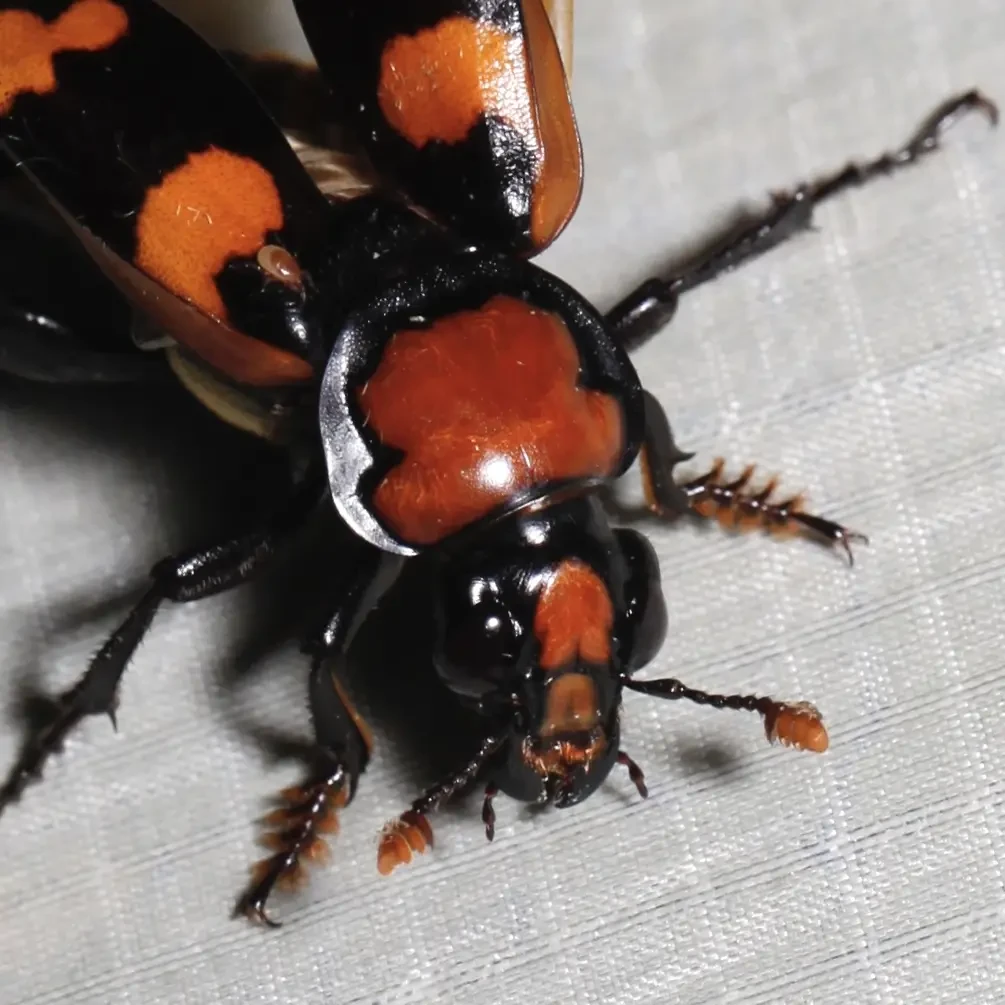 Vista de planta de un insecto americano