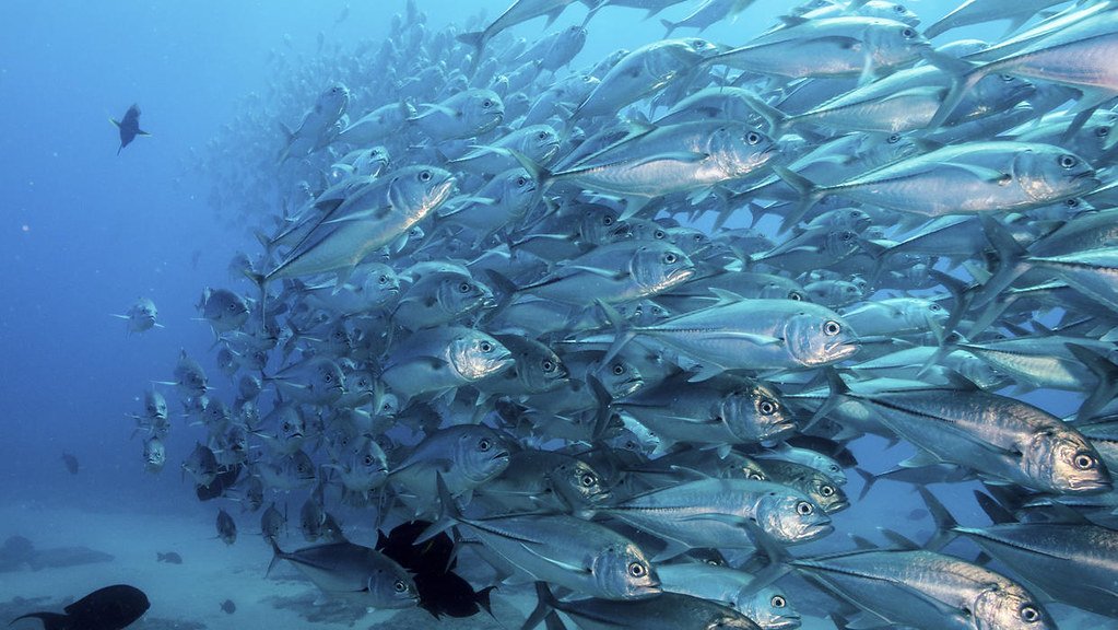 Vista de multitud de peces americanos