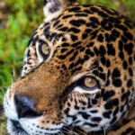 Primer plano de la cabeza del jaguar panthera onca mirando hacia atrás