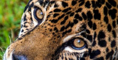 Primer plano de la cabeza del jaguar panthera onca mirando hacia atrás