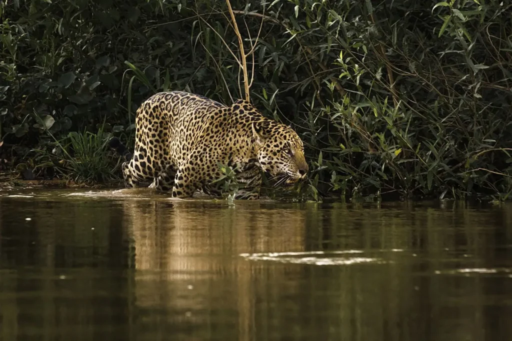 Vista lejana de un otorongo dentro del agua