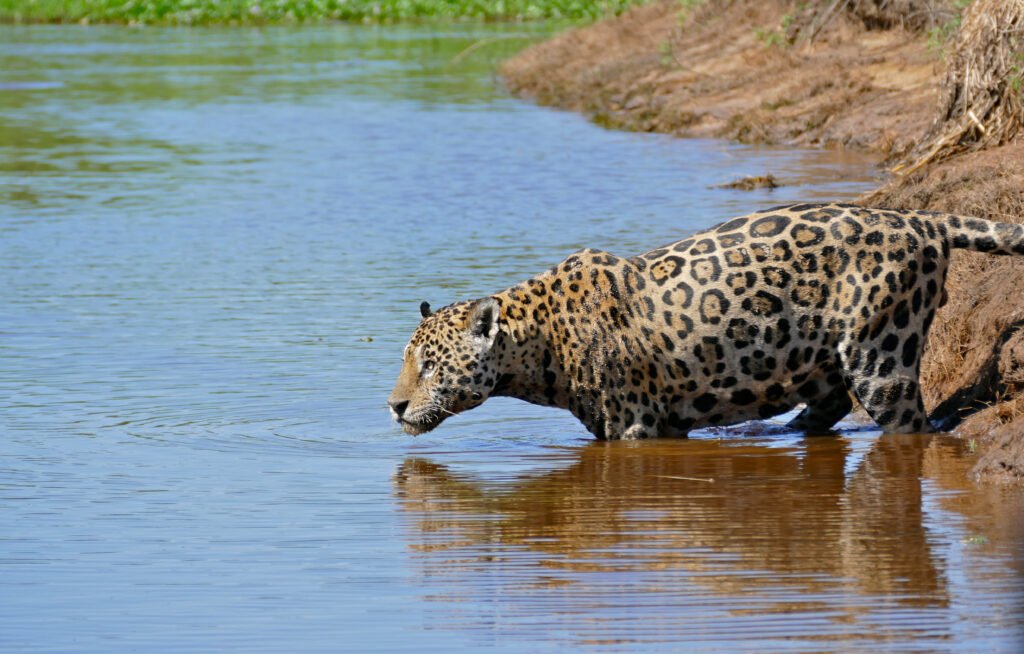 Vista de un panthera onca metiéndose en el agua para cazar