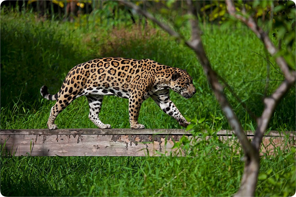 Vista lejana de un yaguar en un aclarado de la selva