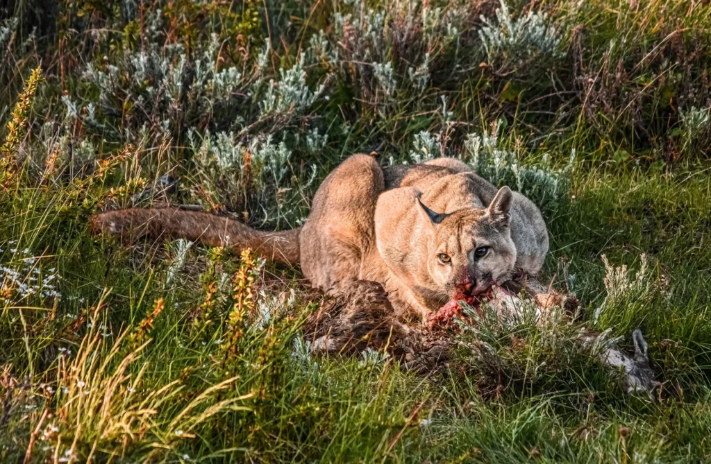 Vista frontal de un puma acostado comiendo a una presa 