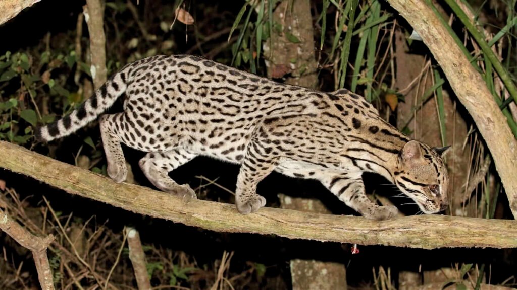 Vista nocturna lateral de un felis pardalis desplazándose por un pequeño tronco