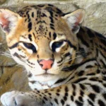 Vista frontal de la cabeza de un ocelote