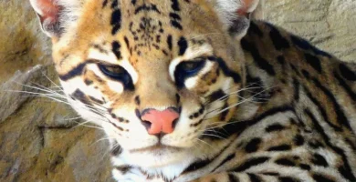 Vista frontal de la cabeza de un ocelote