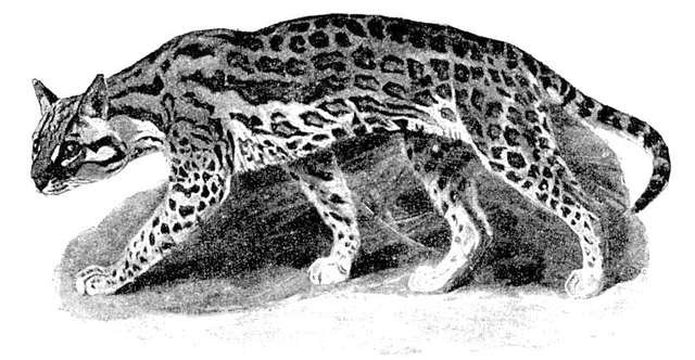 Ilustración antigua en blanco y negro del ocelote felis pardalis