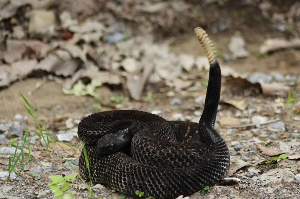 Vista frontal de un animal peligroso de América preparado para atacar