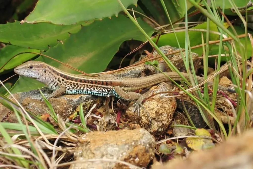 Vista lateral de un reptil del amazonas entre la vegetación