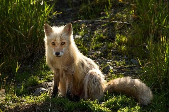 Vista frontal de un animal de América del sur