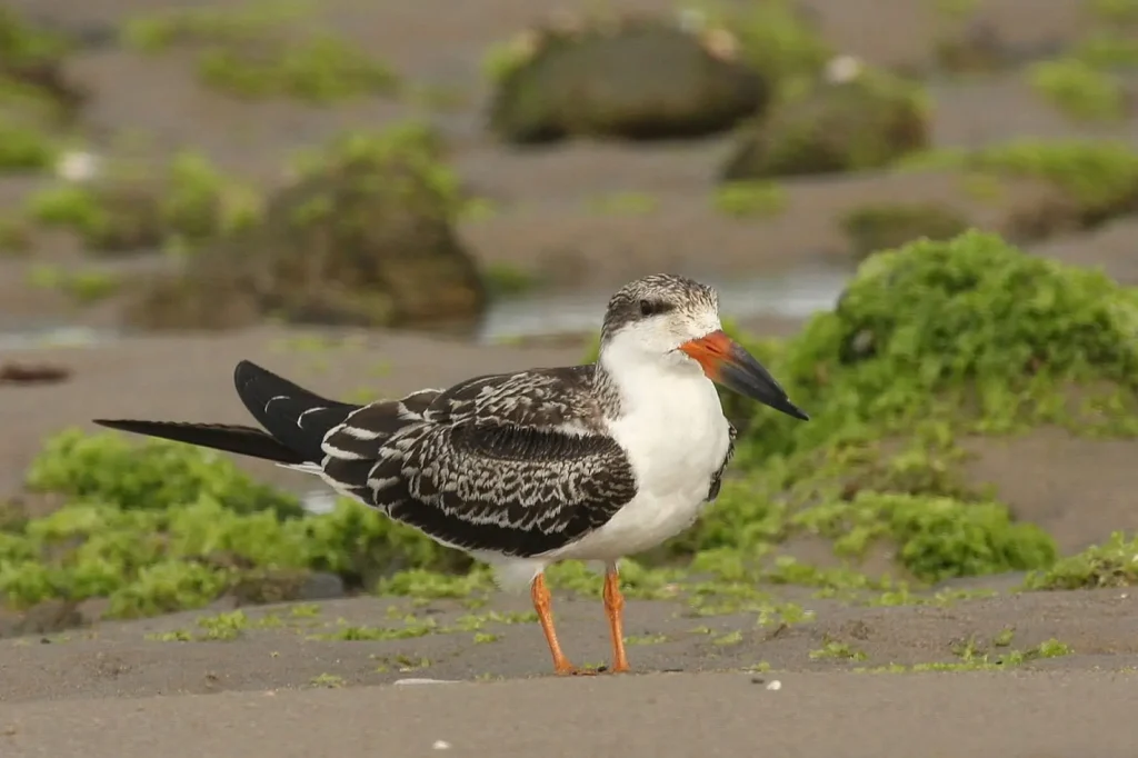 Vista frontal lateral de un ave de américa del norte posada en el suelo