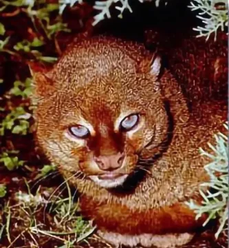 Vista frontal de la cabeza del herpailurus yagouaroundi cacomitli