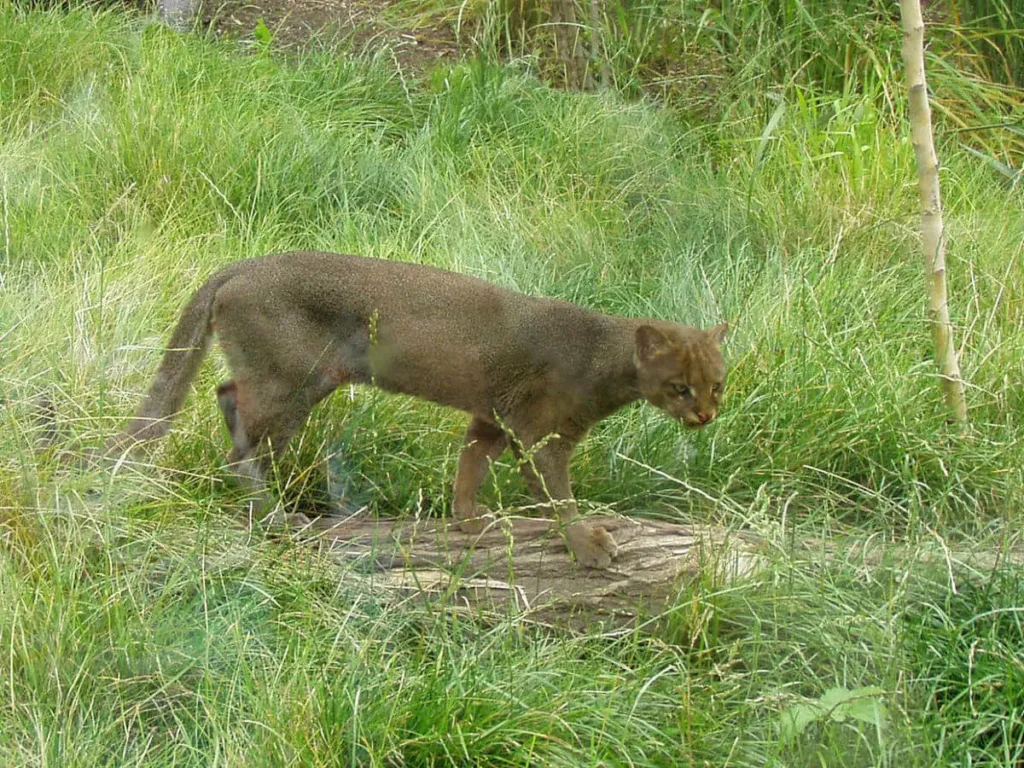 Vista lateral de un jaguarundi en su hábitat natural