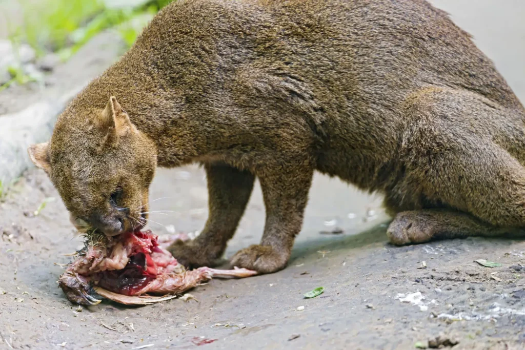 Vista lateral de un jaguarundi comiendo