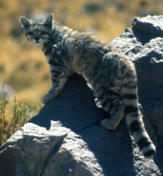 Vista trasera de un leopardus jacobita