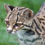Vista frontal lateral de la cabeza del leopardus wiedii