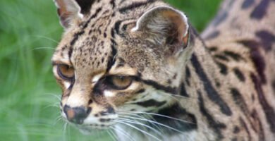 Vista frontal lateral de la cabeza del leopardus wiedii