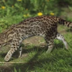 Vista lateral de un tigrillo en su hábitat natural