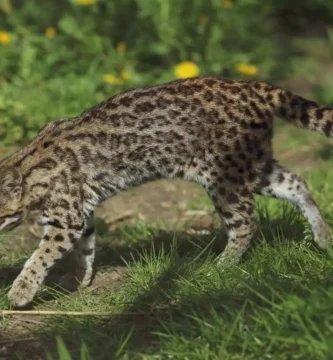 Vista lateral de un tigrillo en su hábitat natural