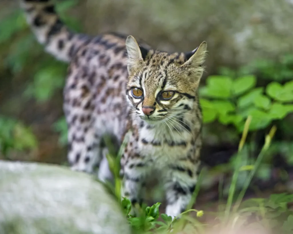 Vista frontal de un tigrillo en su hábitat
